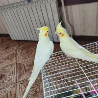 کوتوله برزیلی یویینگ با جوجه و عروس هلندی دستی .|پرنده|بندرعباس, |دیوار