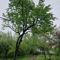 اجاره روزانه سوییت در دل طبیعت ماسال|اجارهٔ کوتاه‌مدت آپارتمان و سوئیت|ماسال, |دیوار