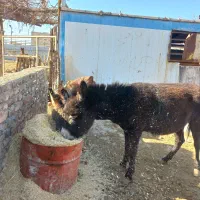 حیوان|حیوانات مزرعه|اسلام‌شهر, شهرک محمدیه|دیوار