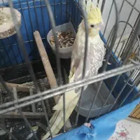 یک جفت عروس هلندی|پرنده|اسلام‌شهر, شهرک مهدیه|دیوار