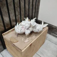 جوجه عروس هلندی آلبینو 25روزه