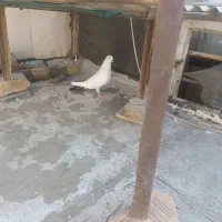 با سلام خدمت دوستان|پرنده|اصفهان, محمودیه|دیوار