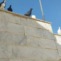 سینه سیاه، سینه مشکی، زاغ کاکلی|پرنده|مشهد, فارغ التحصیلان|دیوار