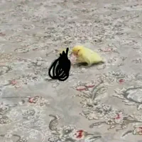 طوطی برزیلی پاربلو سرلاکی