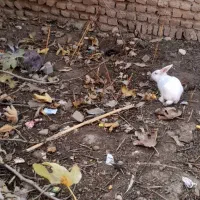 یه جفت خرگوش|موش و خرگوش|گنبد کاووس, |دیوار