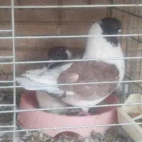 کینگ . سینه ای