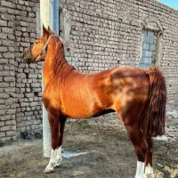 اسب نریان عرب کرد|اسب و تجهیزات اسب‌سواری|ری, جوانمرد قصاب|دیوار