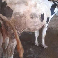 گاو و گوساله