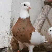 طوقی سرخ