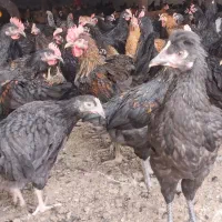 مرغ و خروس محلی درجه یک|حیوانات مزرعه|مرودشت, محمد آباد|دیوار