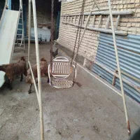 تاب فلزی