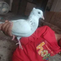 پانصد هزار تومان