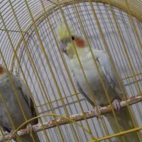 عروس هلندی و مرغ عشق|پرنده|بیرجند, |دیوار