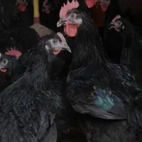 خروس سیاه ومرغ سفید قربانی|حیوانات مزرعه|اسلامشهر, شهرک مهدیه|دیوار