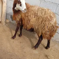 گوسفند ماده آبستن