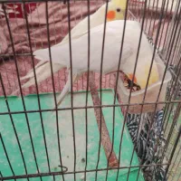 چند جفت عروس هلندی|پرنده|فامنین, |دیوار