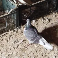 کبوتر به درد خور