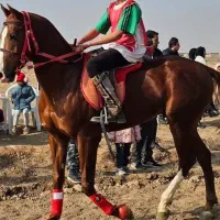 اسب ترکمن نریان