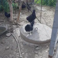 مرغ وخروس ایام سمانی|حیوانات مزرعه|سرپل ذهاب, |دیوار