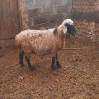 میش جوان|حیوانات مزرعه|نیشابور, دهنو|دیوار