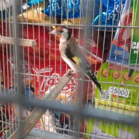 سره ماده عروسک