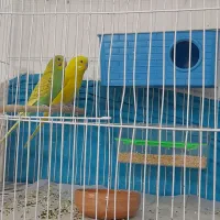 مرغ عشق|پرنده|مشهد, موعود|دیوار