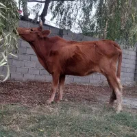 ۳عدد قربانی گاو گوسال