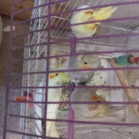 عروس هلندی فوق مولد|پرنده|شاهین‌شهر, شهرک گلدیس|دیوار