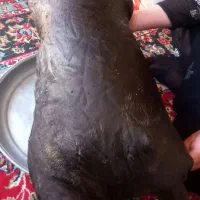 هیزه|خوردنی و آشامیدنی|اسلام‌‌آباد غرب, |دیوار