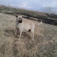 ماده سگ سرابی