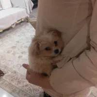 سگ پامر|سگ|تهران, بهمن یار|دیوار