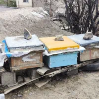 6 عدد کندوی عسل