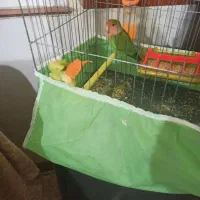 مرغ عشق و طوطی برزیلی|پرنده|کرمانشاه, |دیوار