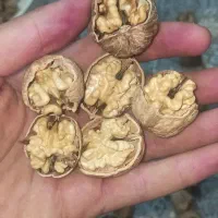 مغز سفید امسال پوست کاغذی تویسرکان|خوردنی و آشامیدنی|تهران, چیتگر جنوبی|دیوار