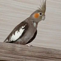 فروش عروس هلندی|پرنده|بشاگرد, |دیوار