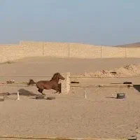 اسب خوش سواری|اسب و تجهیزات اسبسواری|یزد, |دیوار