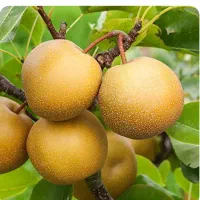 فروش درخت|خدمات باغبانی و درختکاری|رحیم‌آباد, |دیوار