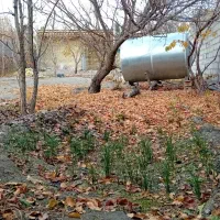 باغ-بوستان-توس-169