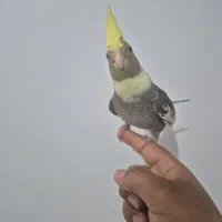 عروس هلندی|پرنده|بندر امام خمینی, |دیوار