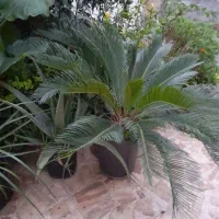 فروش گل و گیاه|گل و گیاه طبیعی|رودسر, |دیوار