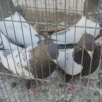 تعدادی کفتر ماده بهبونی|پرنده|شیراز, رکنآباد|دیوار