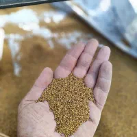 بذر خیار گلخانه ای ،بذر گوجه ،بذر فلفل ، تخم یونجه|گل و گیاه طبیعی|اصفهان, احمدآباد|دیوار