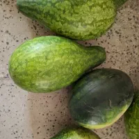 هندوانه دیم اصل