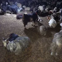45 راس بز داشتی