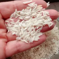 برنج طارم هاشمی بوجاری
