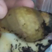 حلزون|خزنده|زاهدان, |دیوار
