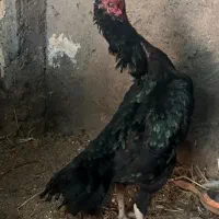 دو عدد مرغ لاری اوشامو|حیوانات مزرعه|قم, تولید دارو و یخچال|دیوار