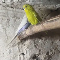 مرغ عشق|پرنده|زابل, |دیوار