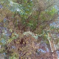 چاه عمیق با ۳اینج آب و ۵ هکتار زمین اجاره داده