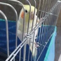 عروس هلندی|پرنده|اراک, |دیوار